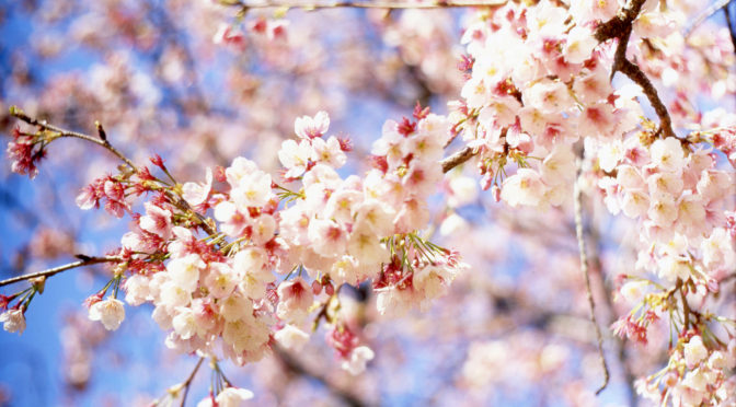 桜のロースイーツ：千葉県市川市のロースイーツ教室